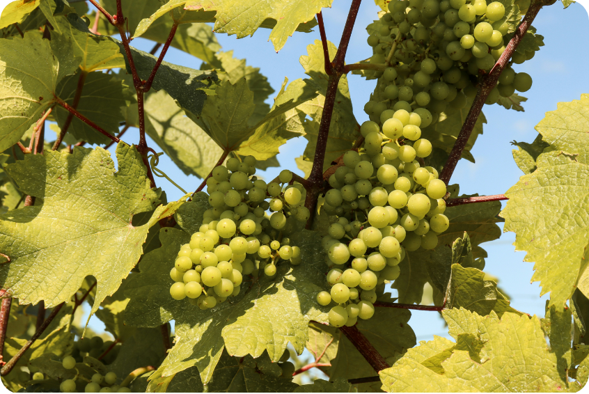 Green grapes in a vineyard.